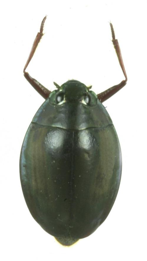 whirligig beetle