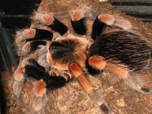 墨西哥巨人红膝头