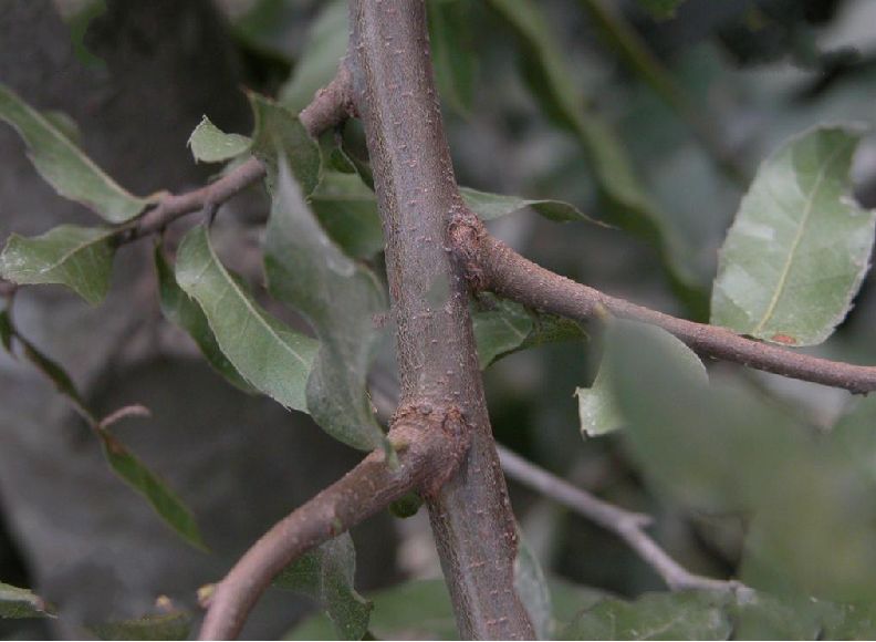  p>小叶栎(学名: i>quercus chenii /i> nakai)是壳斗科,栎属落叶 a