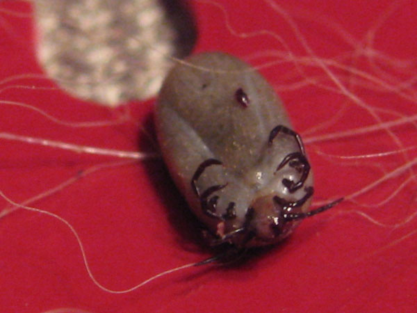 蜱虫