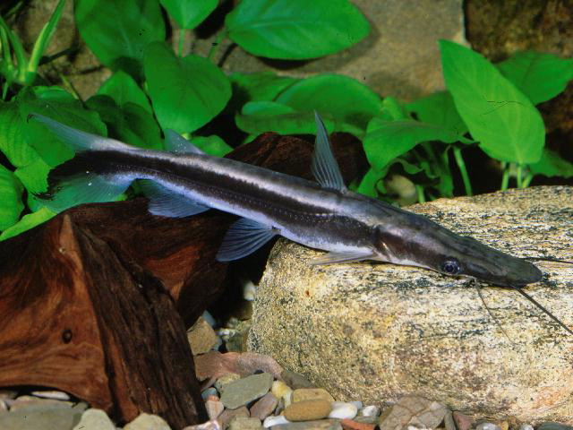  p>黑白鸭嘴属于掠食性强的鱼种,它常等待较小的鱼只过来自投罗网