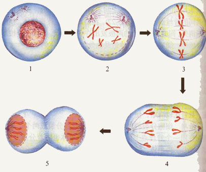 cell division