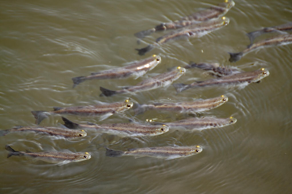  p>四眼鱼是一种生活在 a href="#" data-lemmaid="2219981">中美洲 