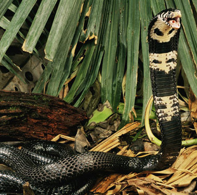 占据奈吉尔·马文南非十大致命 a target="_blank" href="/item/毒蛇