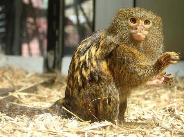  p>侏狨是生活在 a target="_blank" href="/item/南美洲/138913"