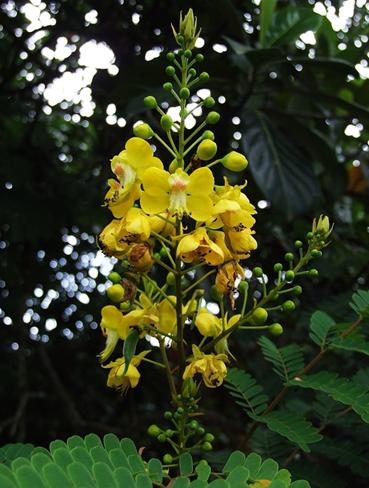  p>苏方木为苏木科苏木属植物,苏木的干燥心材.