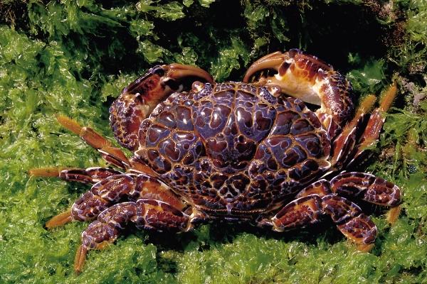  p>铜铸熟若蟹(学名:zosimus aeneus),俗名埋扇蟹,为扇蟹科熟若蟹属的