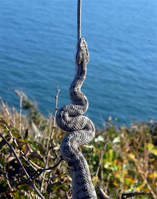 目 /a> span class="ref" data-ctrid="2zpinqioahz">蝰科 /span> sup