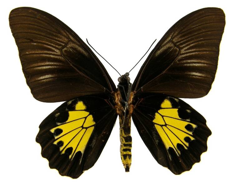  p>珂裳凤蝶(学名:troides criton)是凤蝶科 a target="_blank" href=