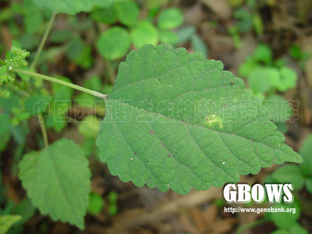 ="229183">双子叶植物纲 /a>, a data-lemmaid="6741339">荨麻目 /a>