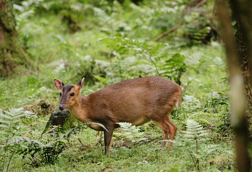  p>台湾山羌(学名: i>muntiacus reevesi micrurus /i>):是偶蹄目,鹿