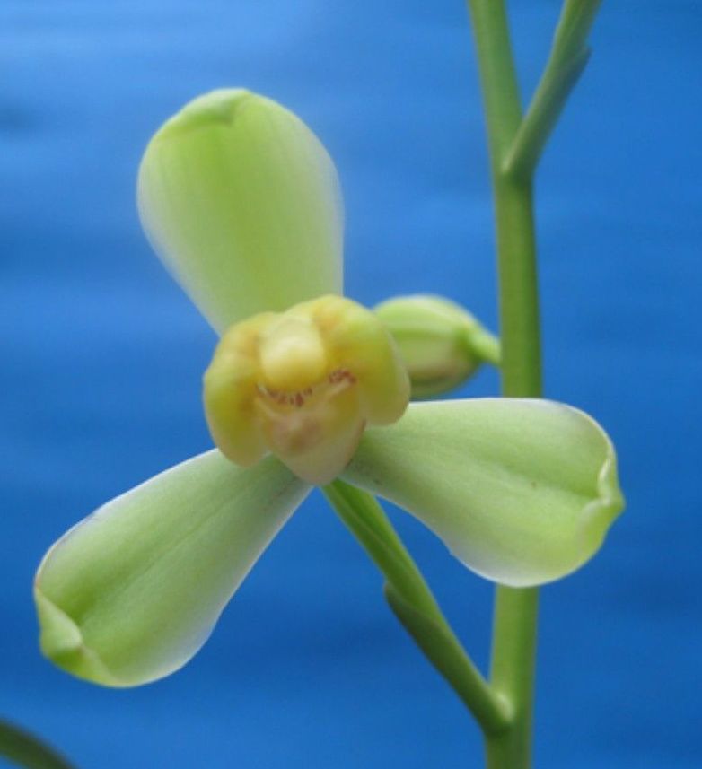  p>盖梅,建兰名品,梅瓣.