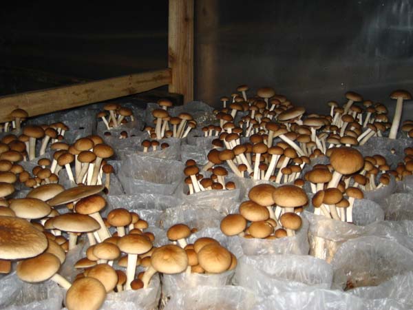  p>柱状田头菇,是一种食药用菌,菌盖细嫩,柄脆,昧纯香,鲜美可口,因