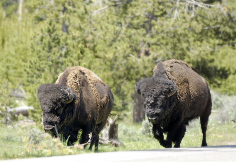  p>美洲草原野牛(学名:bison bison bison)是北美最大的哺乳类动物