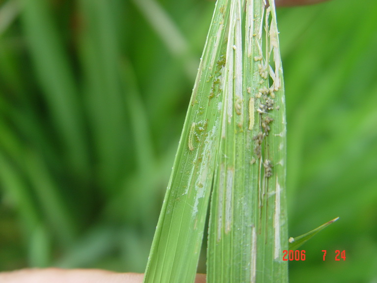 id="17643316">白叶虫 /a>,苞叶虫等,是中国水稻产区的主要害虫之一