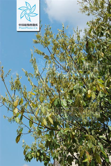  p>滇青冈,cyclobalanopsis glaucoides schotky,别名:滇椆,拟槠, a