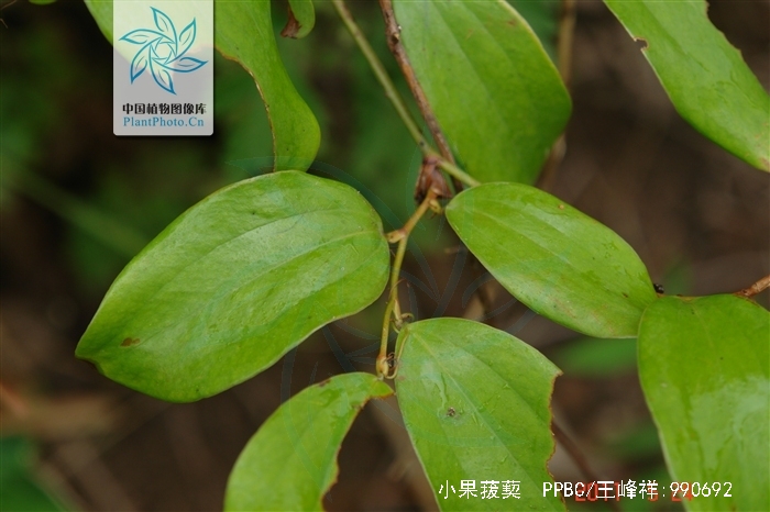  p>小果菝葜 i>(smilax davidiana a. dc.