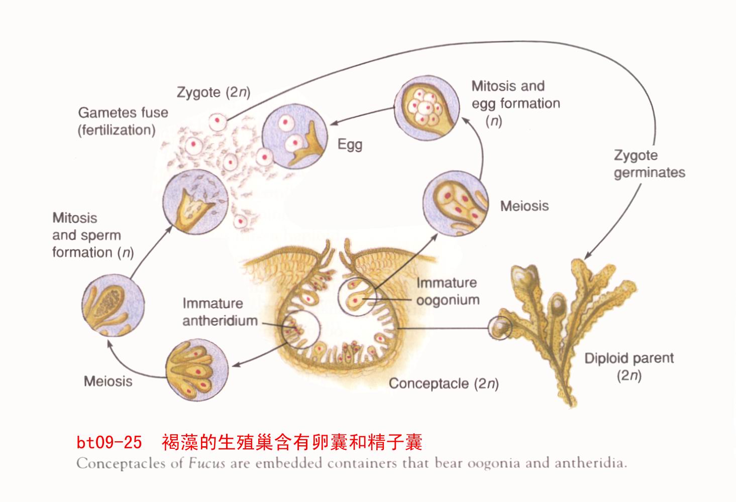  p>巨大鞘丝藻是一种有毒的藻类,广泛分布于中国海域.