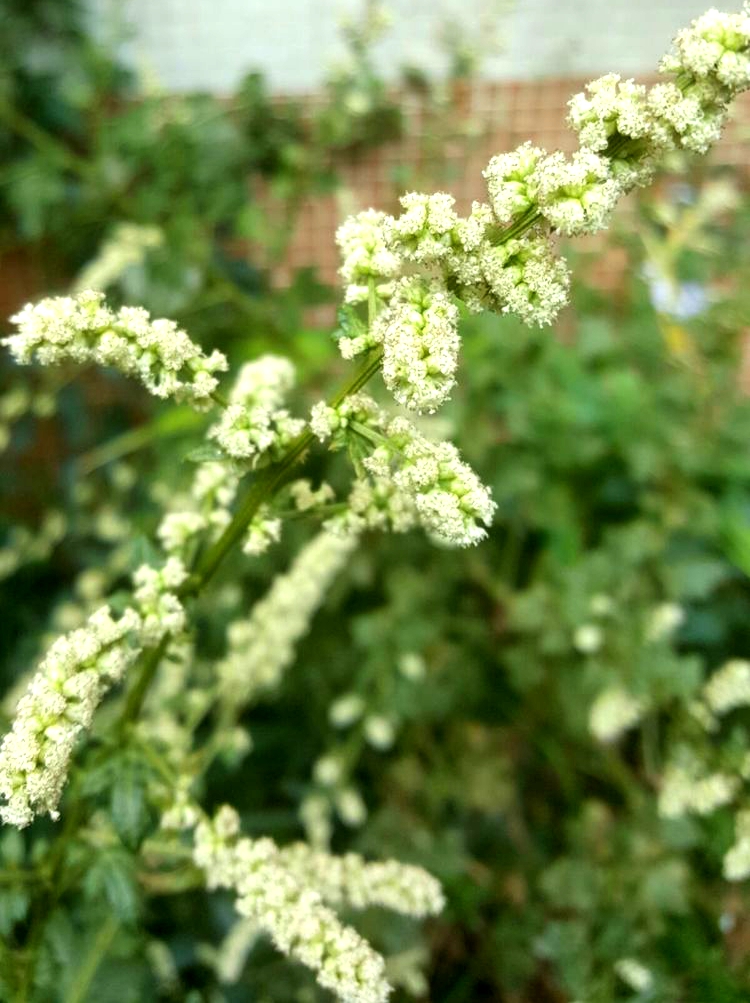  p>白苞蒿(学名: i>artemisia lactiflora /i> wall. ex dc.