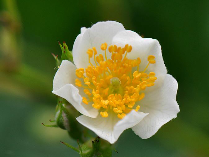  p>光叶蔷薇(学名: i>rosa wichurana /i>  crep.