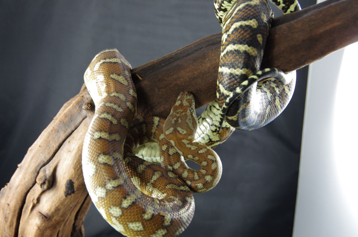  p>中部地毯蟒分布澳洲中部. /p>