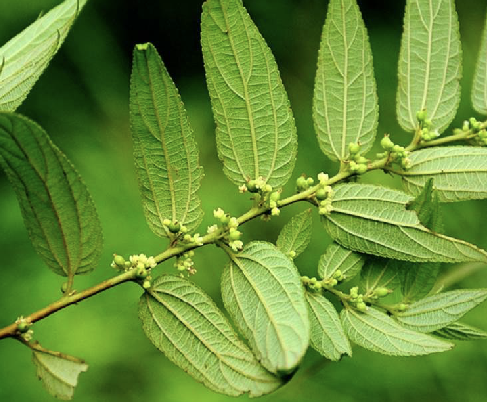  p>狭叶山黄麻(学名: i>trema /i>  i>angustifolia /i> (planch.