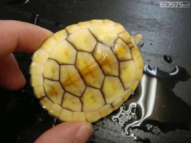 焦糖巴西