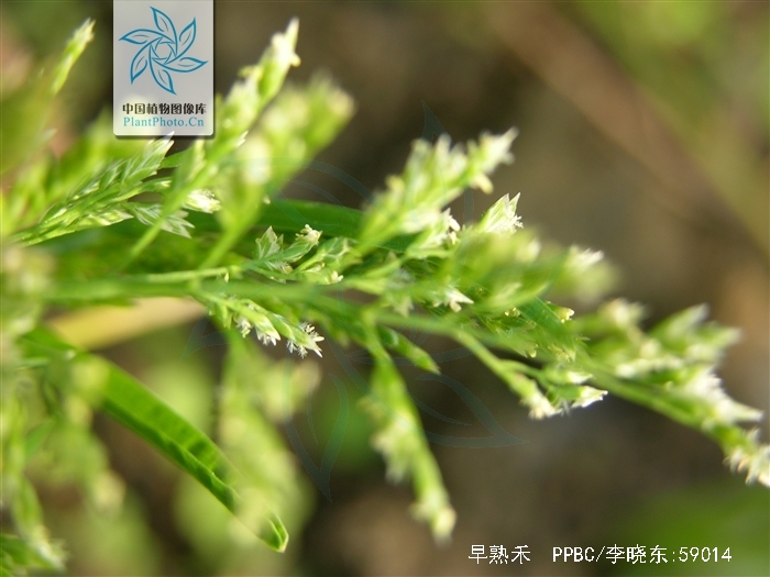  p>早熟禾(学名: i>poa annua /i> l.