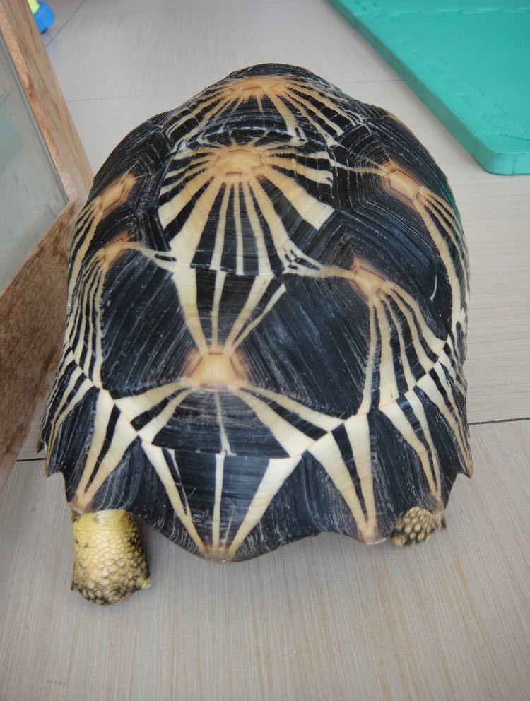 ">辐射陆龟又叫 a target="_blank" href="/item/放射陆龟/5123011"