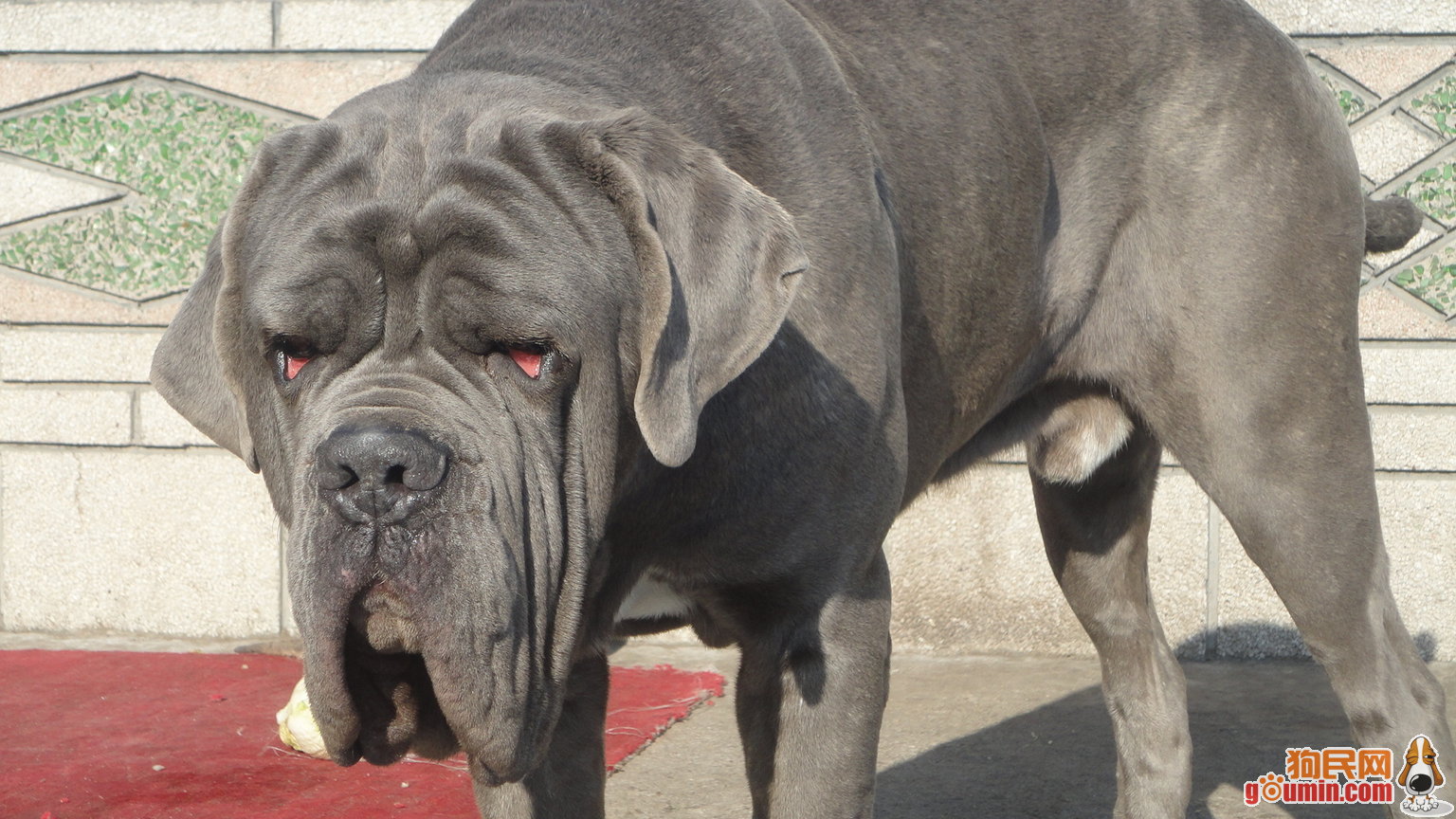  p>纽波利顿獒犬属于古老的品种,步伐如熊一般的缓慢,沉重.