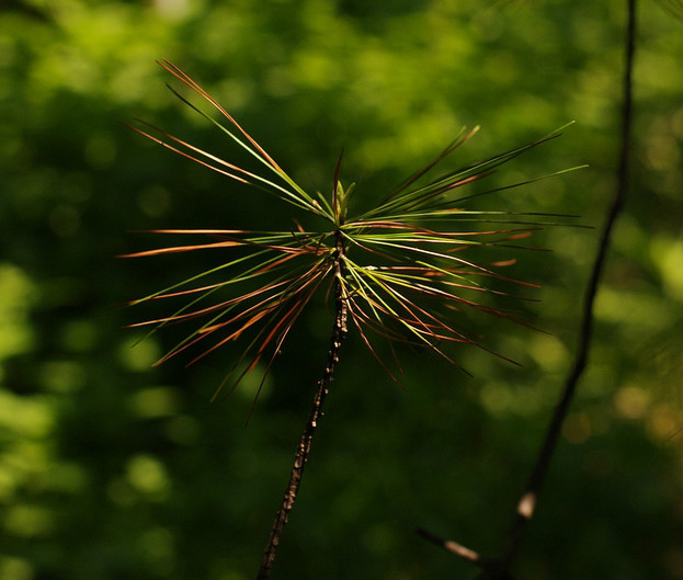  p>北美乔松(学名: i>pinus strobus /i>  linn.