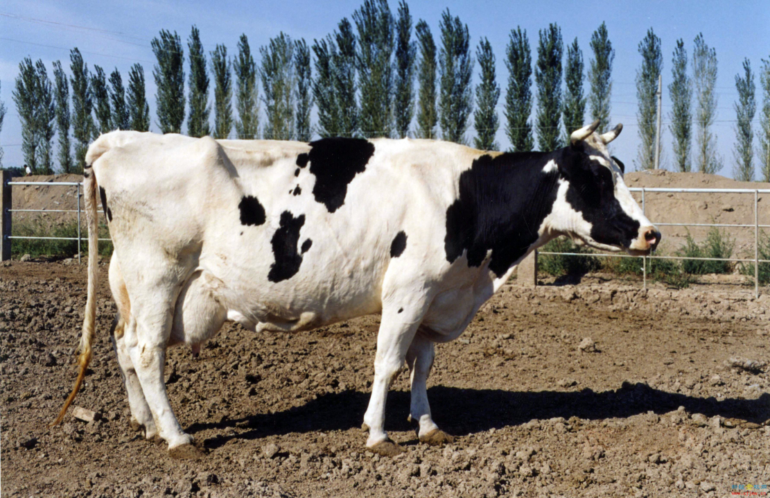又称荷兰牛,黑白花奶牛
