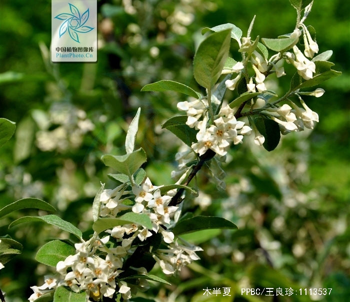  p>木半夏(学名: i>elaeagnus multiflora /i> thunb.