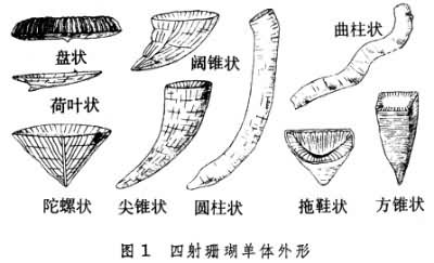  p>这种珊瑚总是单独的,并有一个 a href="#">正方形 /a>到 a href="
