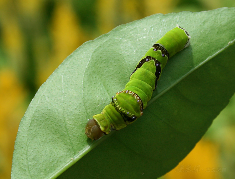  p>玉斑凤蝶 i>papilio helenus /i> (linnaeus, 1758)别名白纹凤蝶
