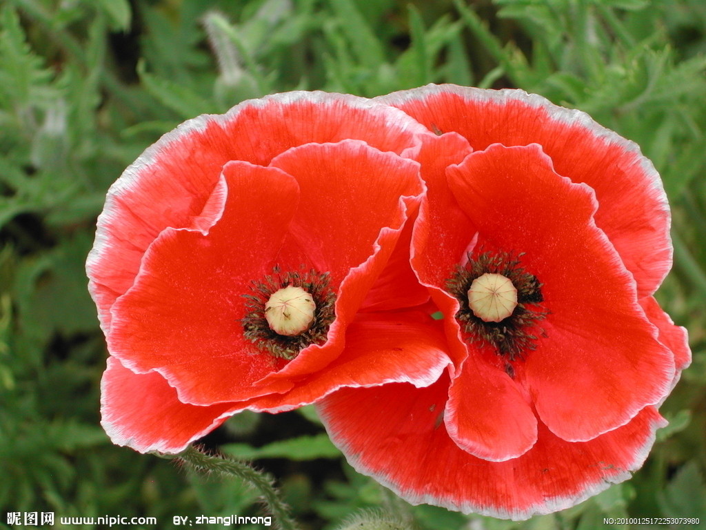  p>罂粟科植物广泛分布在全世界温带和 a target="_blank" href="