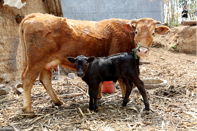  p>根西牛是乳牛的品种,产于海峡群岛的根西岛 /p>