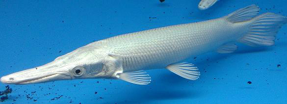 既幽灵火箭的白化变异个体,学名鳄雀鳝(atractosteus spatula var),为