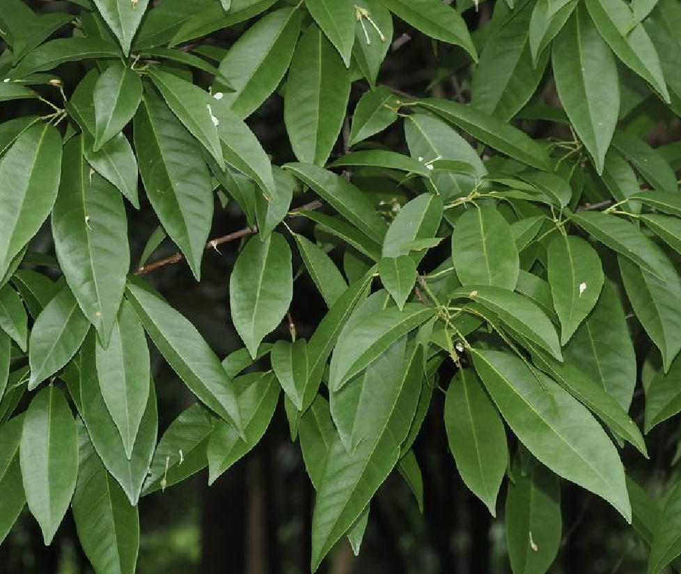 是梧桐科梭罗树属正文,常绿乔木,树皮灰褐色;幼枝干时棕黑色,略被
