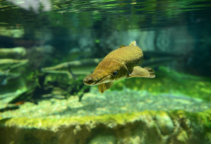  p>鳄雀鳝(学名: i>atractosteus spatula /i>):是雀鳝目,雀鳝科,大