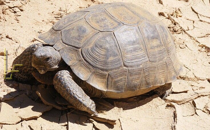  p>沙漠地鼠龟(学名:gopherus agassizii),俗名沙漠陆龟.