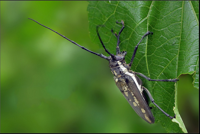  p>云斑天牛(学名: i>batocera horsfieldi  /i>),是天牛科,白条天牛