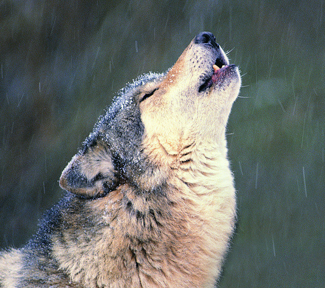 别名《披着羊皮的狼生如蝼蚁》