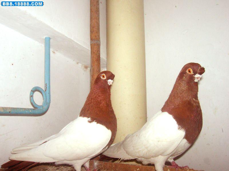  p>中国点子鸽头顶上长有一颗黑色羽毛,在香港鸽界中,养有两头点子鸽