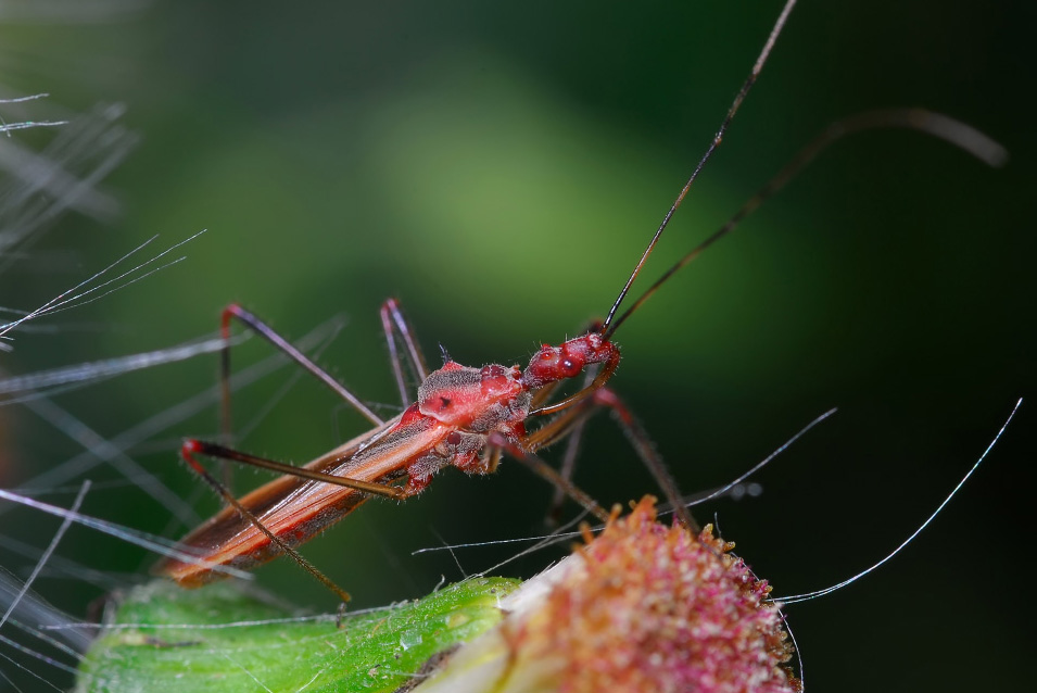 头部,前胸背板和小楯板为赭红色;上翅革质部侧缘具狭长的淡黄褐色条状