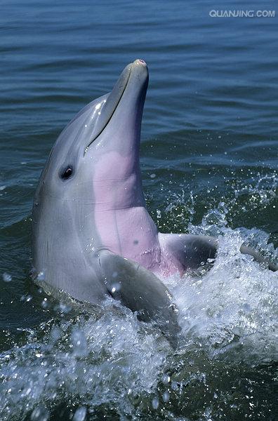 宽吻海豚