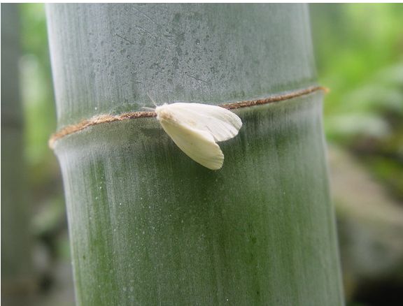  p>竹笋夜蛾, a target="_blank" href="/item/昆虫/30467" data