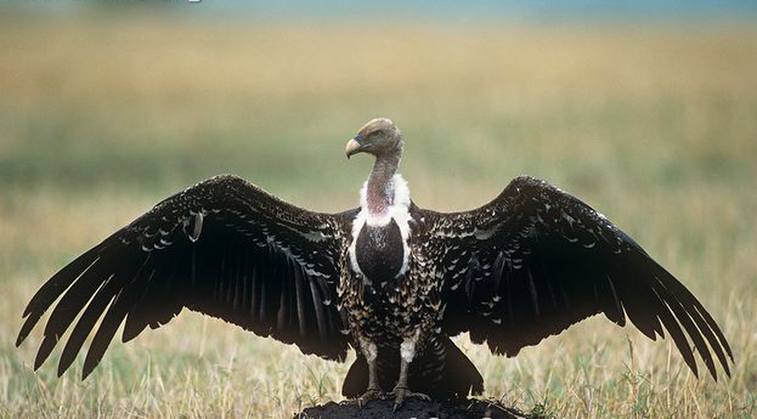  p>黑白兀鹫(学名: i>gyps rueppellii /i>):是鹰科,兀鹫属的一种大型