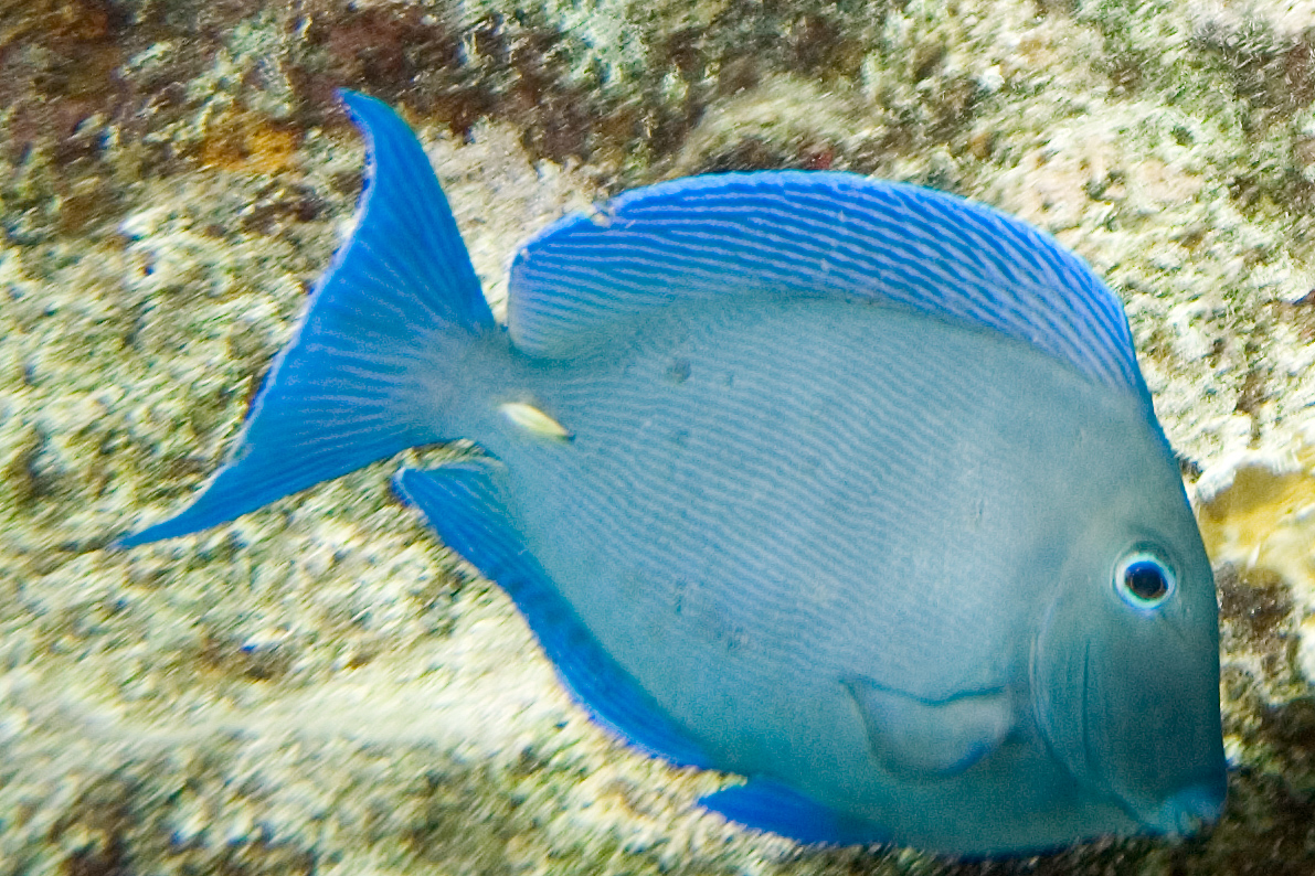  p>蓝刺尾鱼(学名:acanthurus coeruleus).此鱼体呈卵圆形.