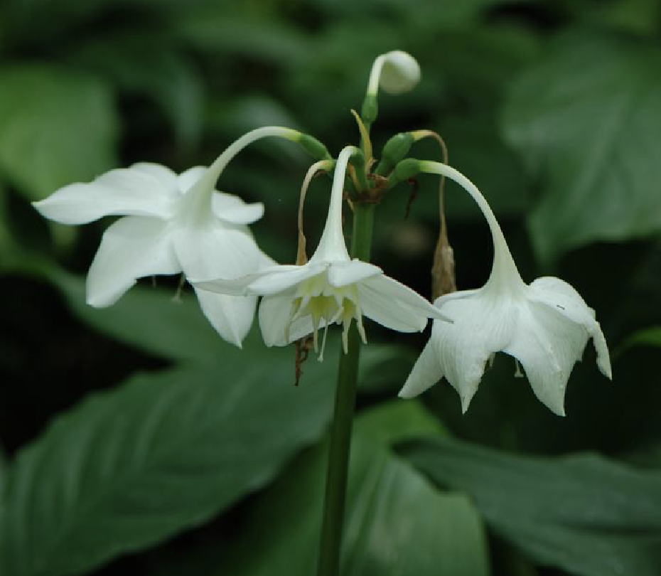  p>南美水仙(学名: i>eucharis /i>  i>× /i>  i>grandiflora /i>